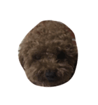 teddy QQ（個別スタンプ：6）