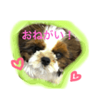 シーズーよもぎ（個別スタンプ：4）