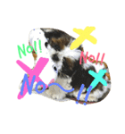 シーズーよもぎ（個別スタンプ：5）