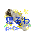 シーズーよもぎ（個別スタンプ：10）