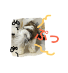 シーズーよもぎ（個別スタンプ：12）