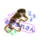 シーズーよもぎ（個別スタンプ：16）
