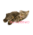 可愛いわんにゃん（個別スタンプ：4）
