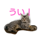 可愛いわんにゃん（個別スタンプ：6）