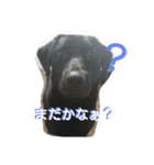 可愛いわんにゃん（個別スタンプ：15）