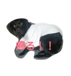 可愛いわんにゃん（個別スタンプ：16）