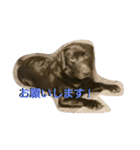 可愛いわんにゃん（個別スタンプ：20）