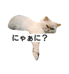 猫のラベルくん（個別スタンプ：1）