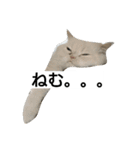 猫のラベルくん（個別スタンプ：2）