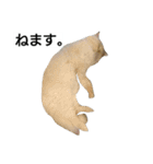 猫のラベルくん（個別スタンプ：3）
