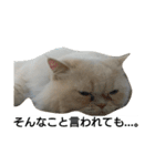 猫のラベルくん（個別スタンプ：5）