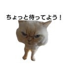 猫のラベルくん（個別スタンプ：8）