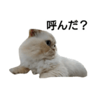 猫のラベルくん（個別スタンプ：11）