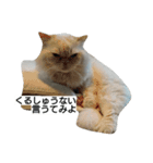 猫のラベルくん（個別スタンプ：12）