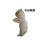 猫のラベルくん（個別スタンプ：13）