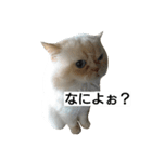 猫のラベルくん（個別スタンプ：14）