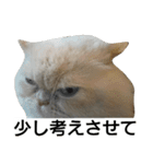 猫のラベルくん（個別スタンプ：16）