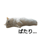 猫のラベルくん（個別スタンプ：17）