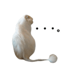 猫のラベルくん（個別スタンプ：18）