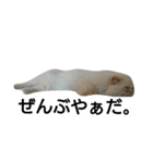 猫のラベルくん（個別スタンプ：19）