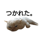 猫のラベルくん（個別スタンプ：20）