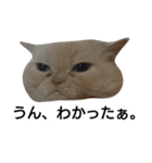 猫のラベルくん（個別スタンプ：23）