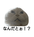 猫のラベルくん（個別スタンプ：24）