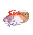 みにうさぎちゃん（個別スタンプ：1）