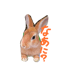 みにうさぎちゃん（個別スタンプ：2）