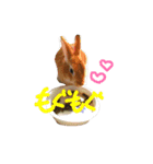 みにうさぎちゃん（個別スタンプ：3）