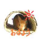 みにうさぎちゃん（個別スタンプ：5）