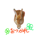 みにうさぎちゃん（個別スタンプ：8）