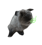 Rabbit Bob（個別スタンプ：1）