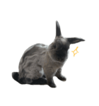 Rabbit Bob（個別スタンプ：2）