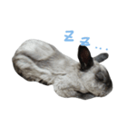 Rabbit Bob（個別スタンプ：3）