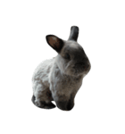 Rabbit Bob（個別スタンプ：4）