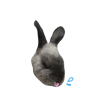 Rabbit Bob（個別スタンプ：5）