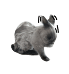 Rabbit Bob（個別スタンプ：6）