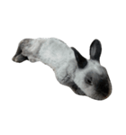 Rabbit Bob（個別スタンプ：7）