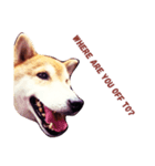 柴犬そら日記（個別スタンプ：1）