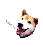 柴犬そら日記（個別スタンプ：3）