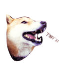 柴犬そら日記（個別スタンプ：4）