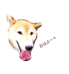 柴犬そら日記（個別スタンプ：6）
