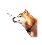 柴犬そら日記（個別スタンプ：7）