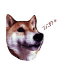 柴犬そら日記（個別スタンプ：8）
