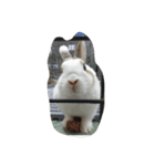 rabbit＆Hei-lu-lu（個別スタンプ：1）