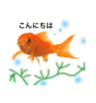 金魚のキンたん1（個別スタンプ：1）