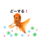 金魚のキンたん1（個別スタンプ：3）