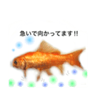 金魚のキンたん1（個別スタンプ：6）