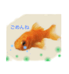 金魚のキンたん1（個別スタンプ：8）